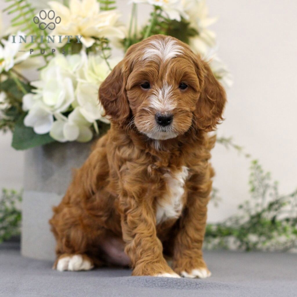 Harley - F1b • Cavapoo • Infinity Pups