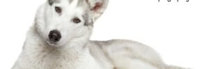 A Guide to Siberian Huskies 1