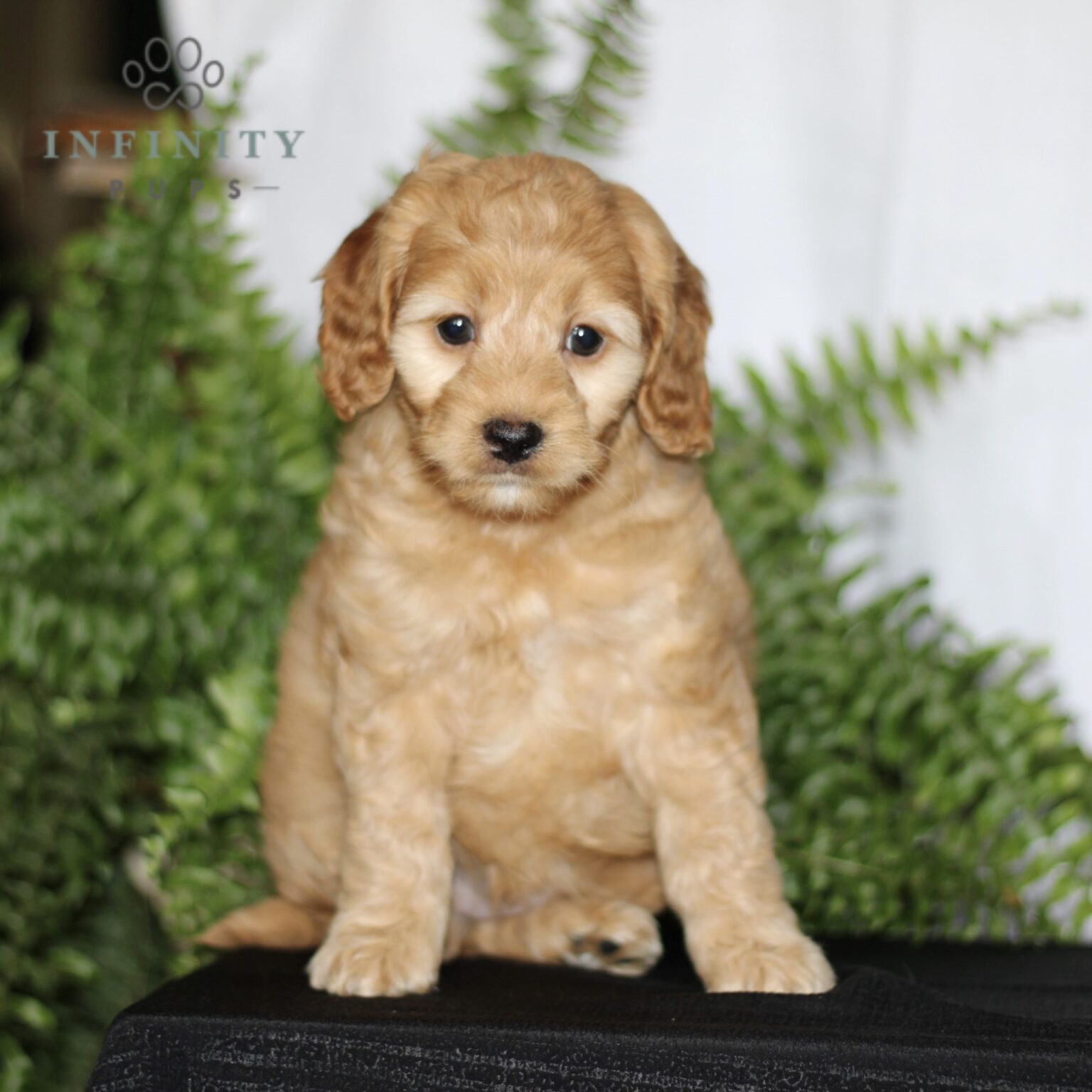 Cockapoo Puppies For Sale • Adopt Your Puppy Today • Infinity Pups