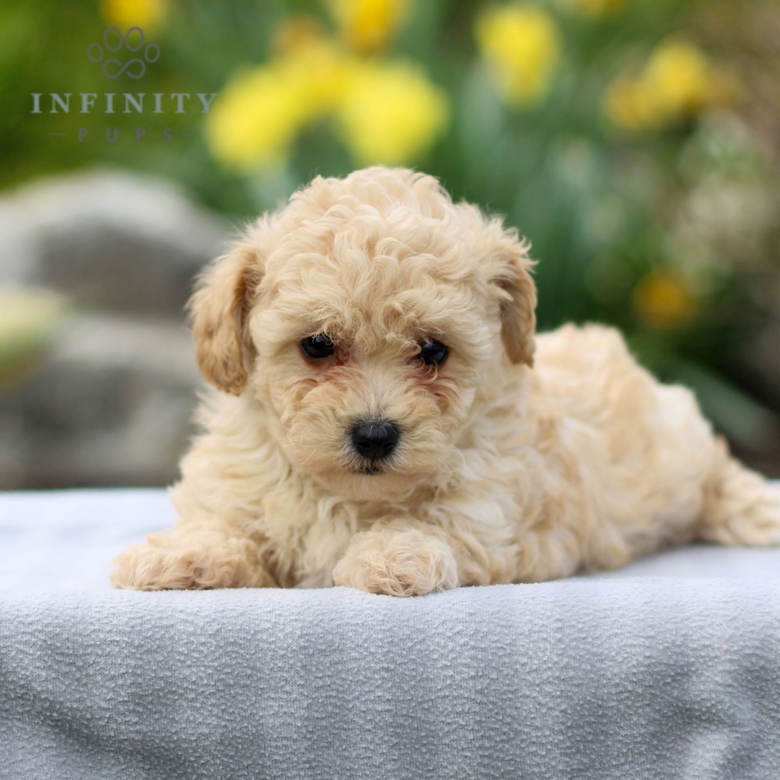 Lacy - F1 • Bichpoo • Infinity Pups