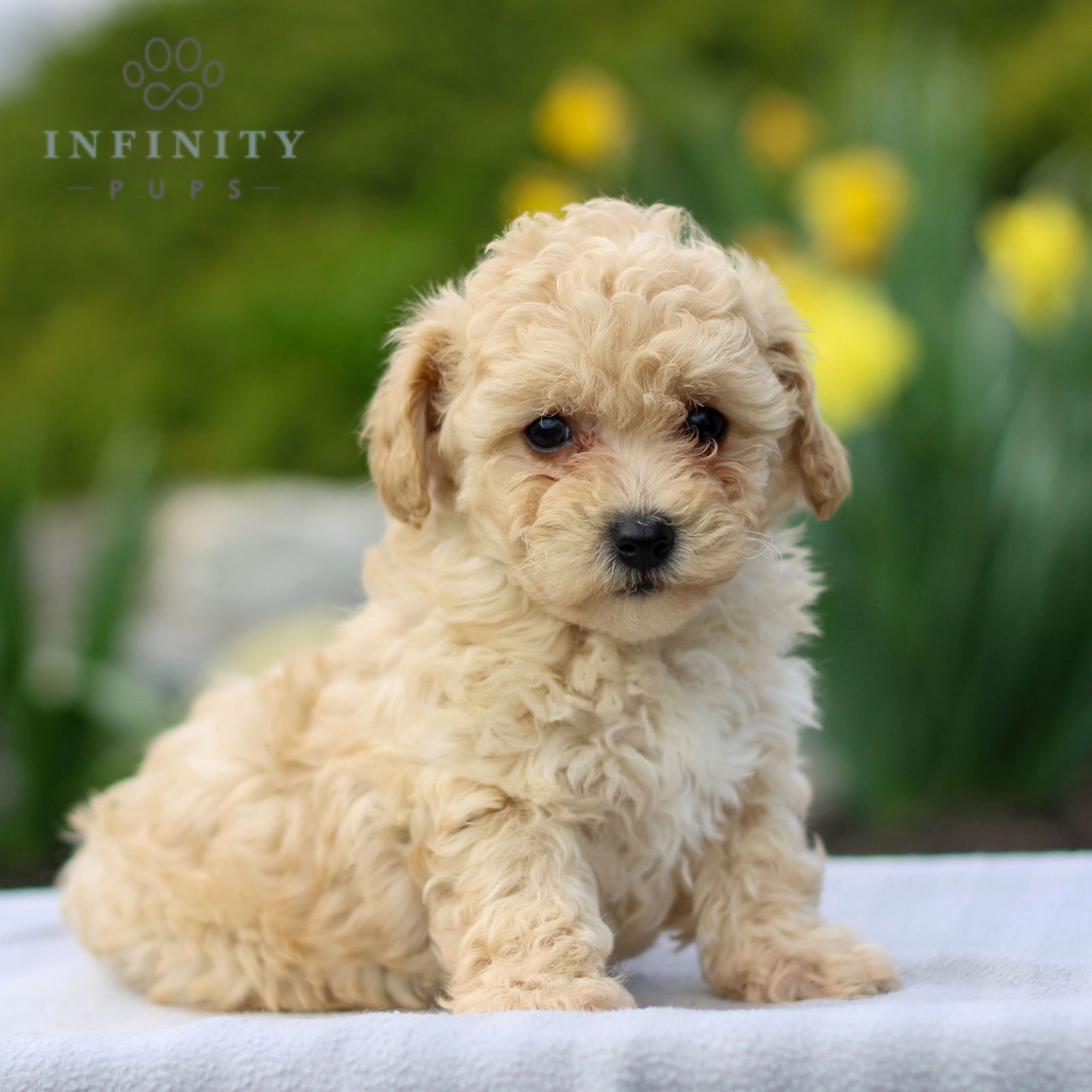 Lacy - F1 • Bichpoo • Infinity Pups