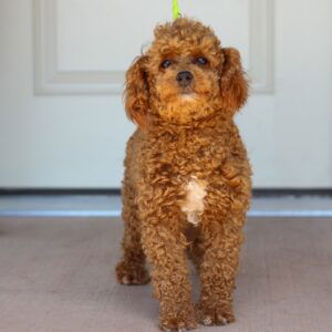 Teddy – ACA's mother, a Toy Poodle