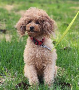 Sweetie – ACA's mother, a Toy Poodle