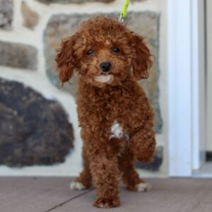 Teddy – ACA's father, a Toy Poodle