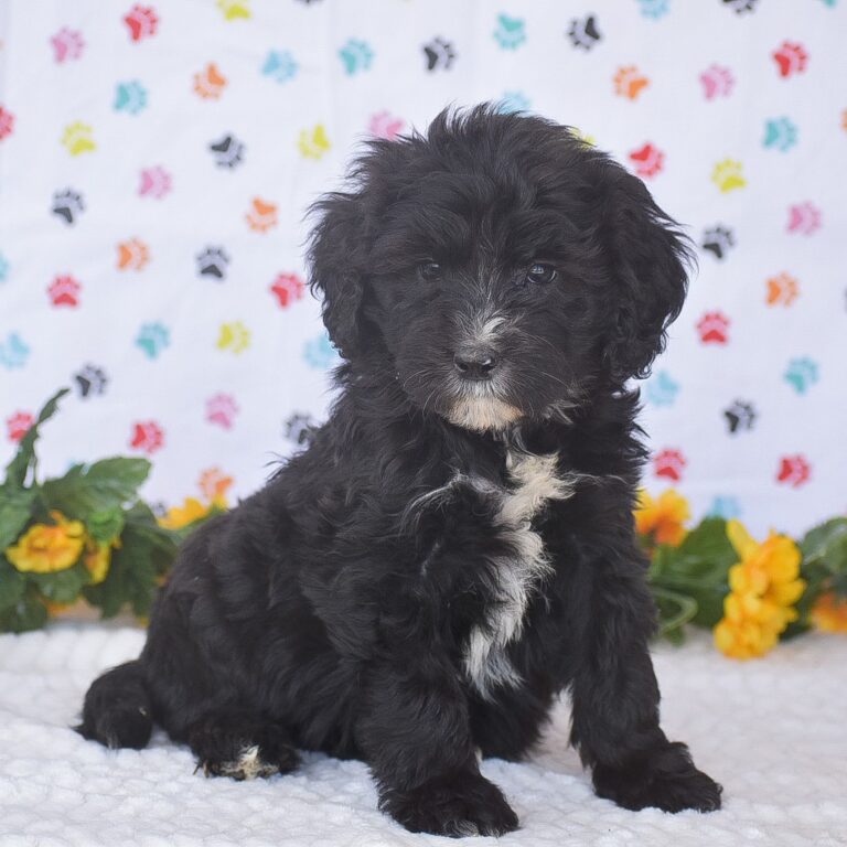 Sheepadoodle Puppies For Sale • Adopt Your Puppy Today • Infinity Pups