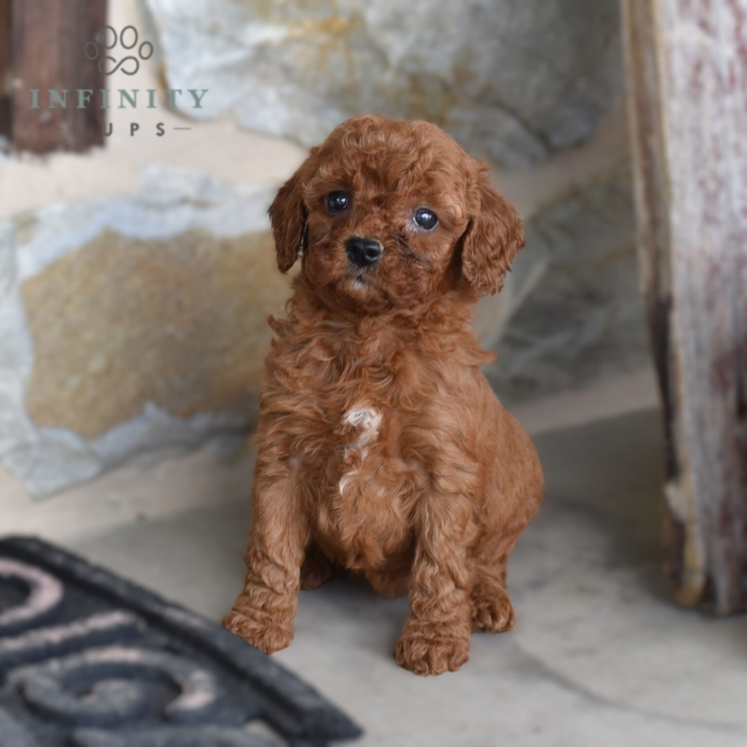 Cavapoo Puppies For Sale • Adopt Your Puppy Today • Infinity Pups