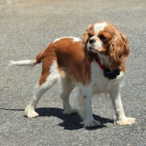 Chip's mother, a Cavalier King Charles Spaniel