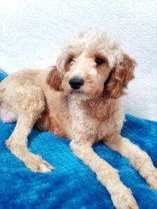 Brody – f1bb's mother, a Cavapoo