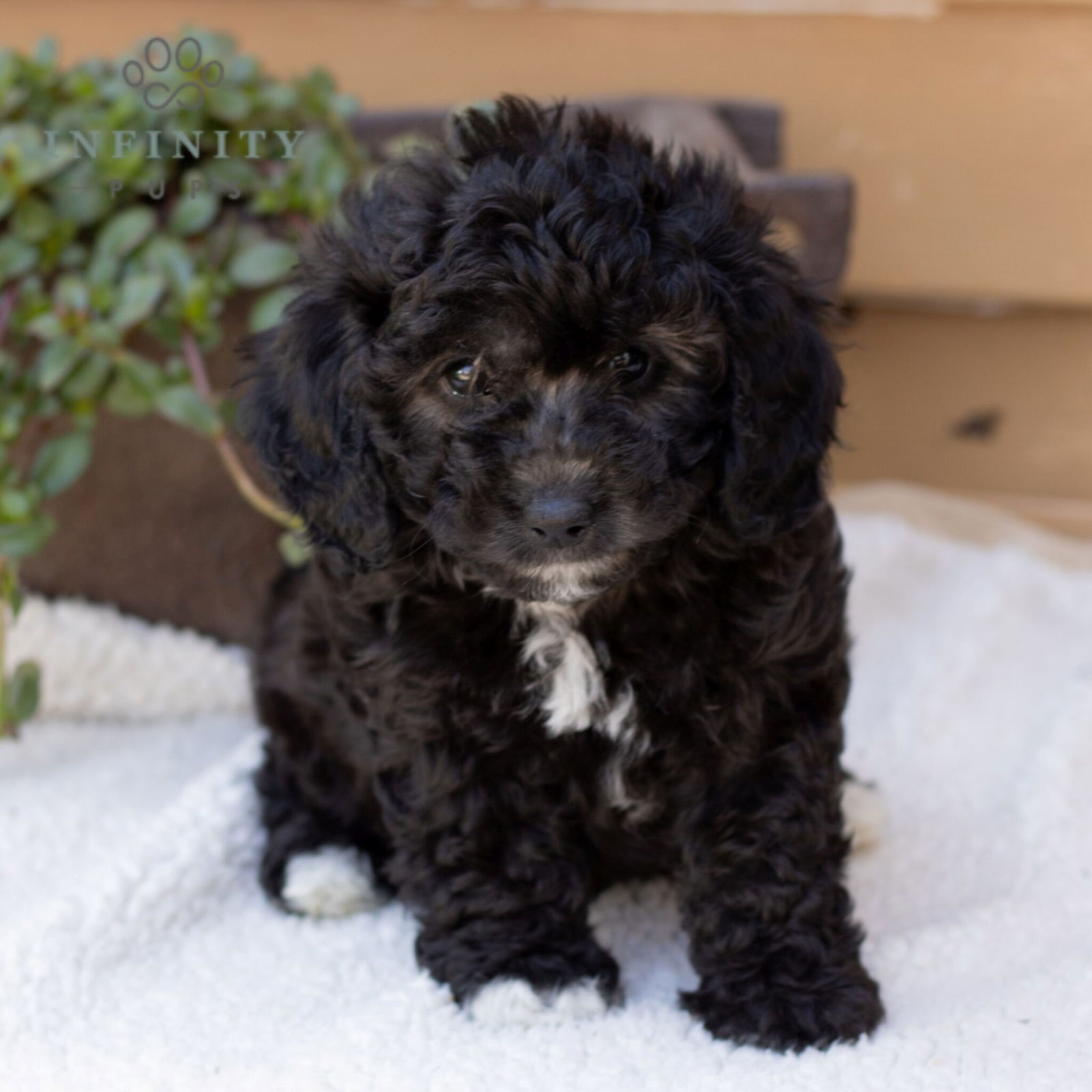 Mini Aussidoodle Puppies For Sale • Adopt Your Puppy Today • Infinity Pups