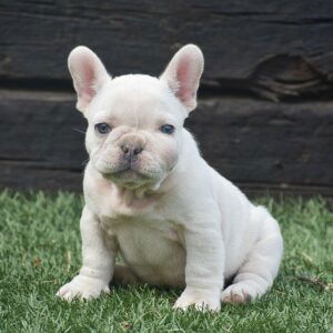 Brianna – AKC's mother, a French Bulldog