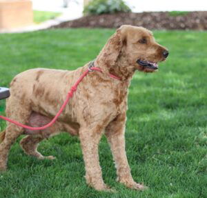 Topper – f1b's mother, a Goldendoodle