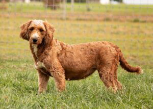 Holland's mother, a Mini Goldendoodle