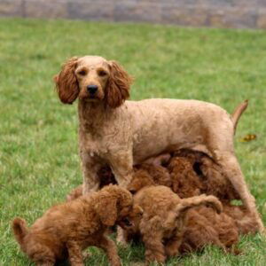 Riley – f1b's mother, a Goldendoodle