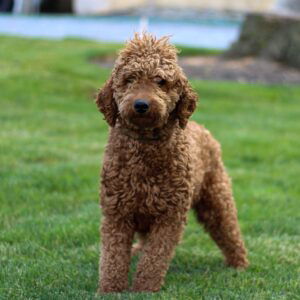 Sage – f1bb's mother, a Mini Goldendoodle