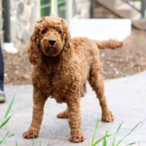 Pippa – f1bb's mother, a Mini Goldendoodle