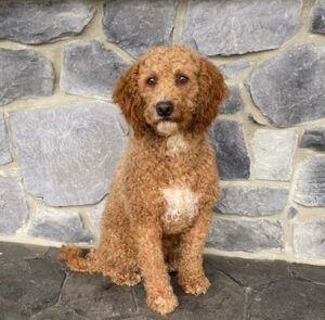 Karlee's father, a Goldendoodle