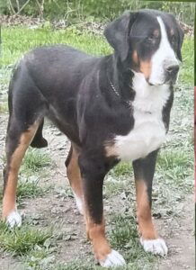 Libby – AKC's father, a Greater Swiss Mountain Dog