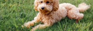 Mini Poodles: A Basic Guide to This Charming Breed 1