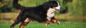 Your Guide to Bernese Mountain Dogs: History, Temperament, and Care 2