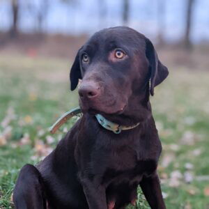 Kipper – AKC's mother, a Chocolate Labrador Retriever