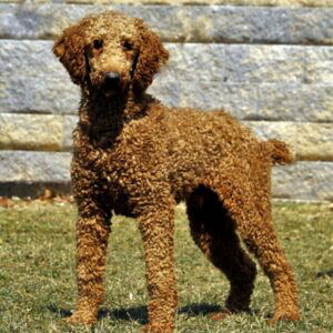 Riley – f1b's father, a Standard Poodle