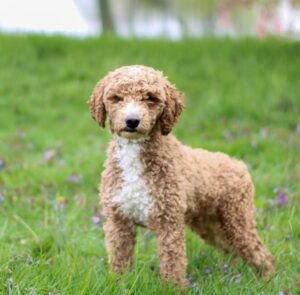 Sage – f1bb's father, a Poodle