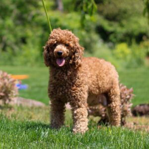 Easton – Micro's mother, a Poodle