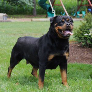 Tasha – AKC's mother, a Rottweiler