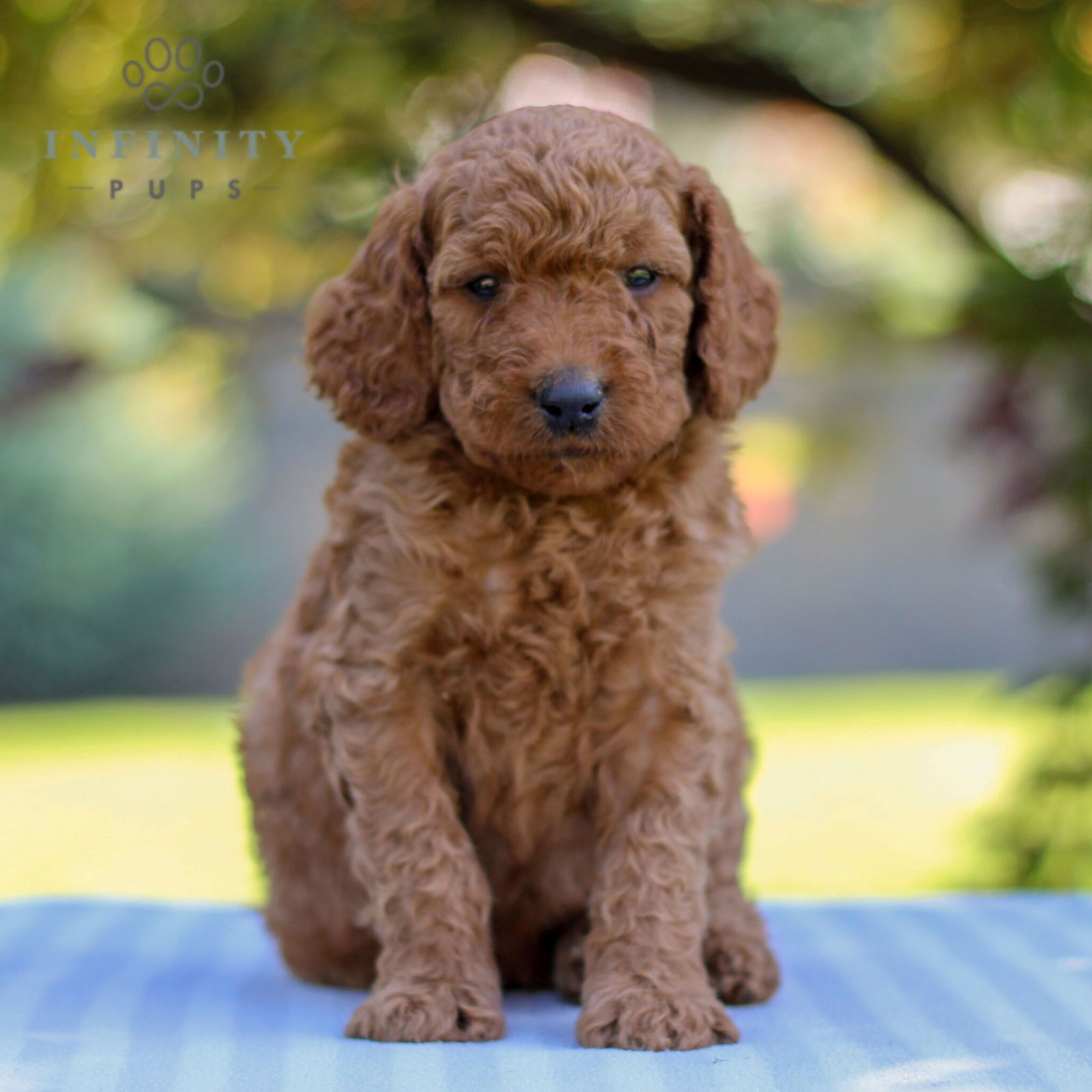 Find Standard Goldendoodle Puppies For Sale | Infinity Pups