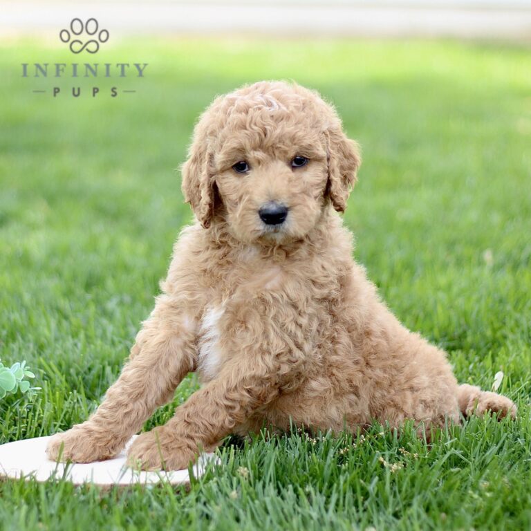 Find Standard Goldendoodle Puppies For Sale | Infinity Pups