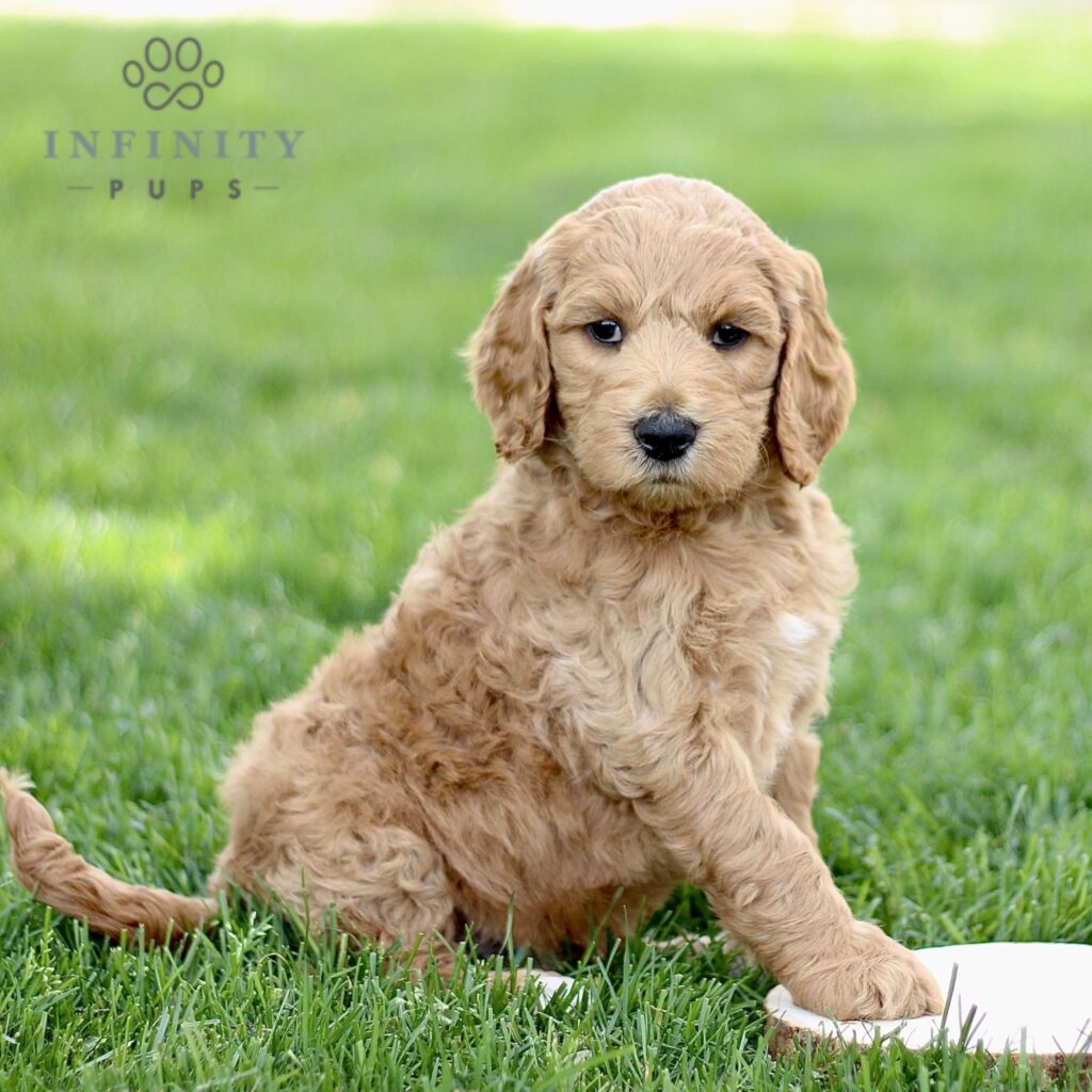 Find Standard Goldendoodle Puppies For Sale | Infinity Pups