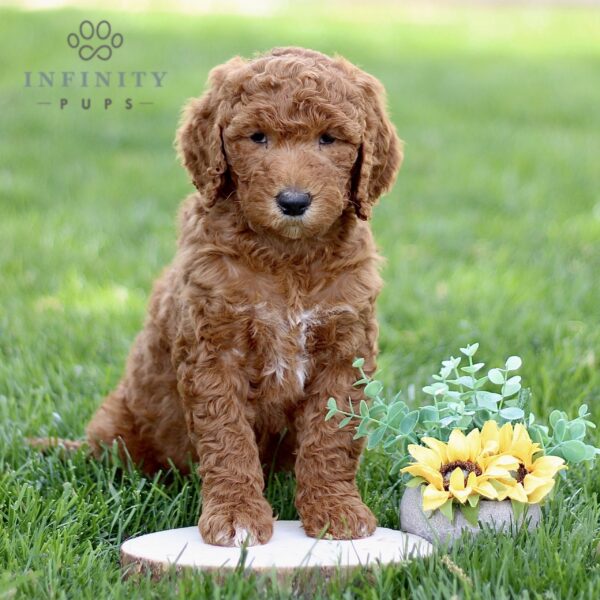 Find Standard Goldendoodle Puppies For Sale | Infinity Pups