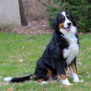 Baylor – F1's mother, a Bernese Mountain Dog