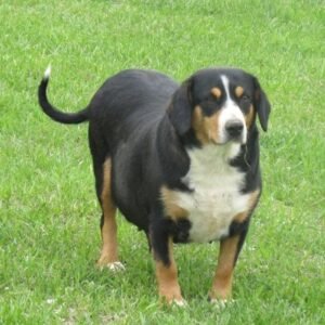 Franklin – AKC's mother, a Entlebucher Mountain Dog
