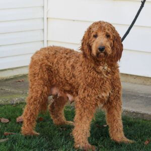 Seth – f1bb's mother, a Goldendoodle
