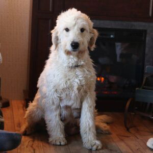 Cora's mother, a Goldendoodle