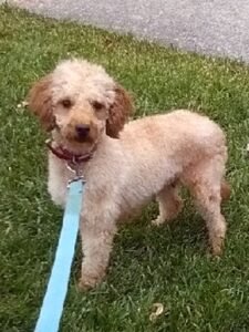 Finley – f1bb's mother, a Mini Goldendoodle