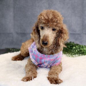 Gia – F1's mother, a Mini Poodle