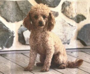 Hailey – f1b's father, a Toy Poodle