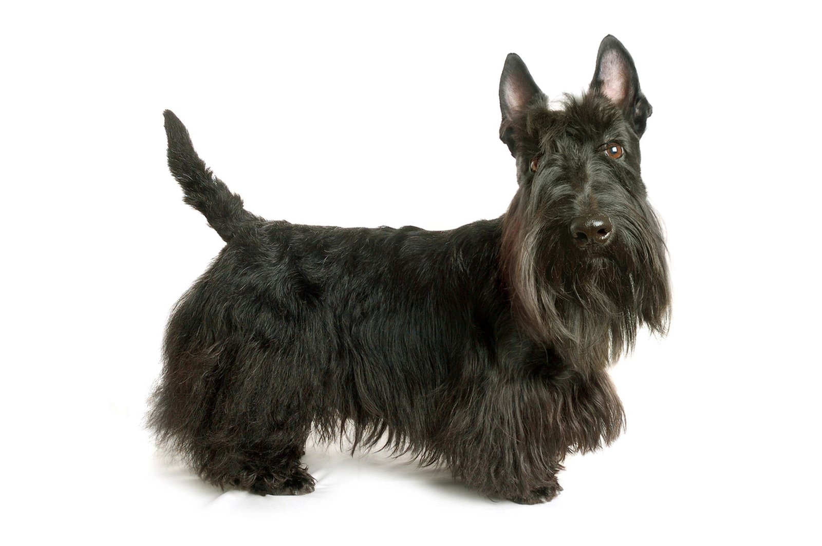 Scottish Terrier puppies for sale