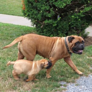 Major – AKC's mother, a Bullmastiff