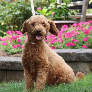 Princess – f1bb's mother, a F1b Mini Goldendoodle