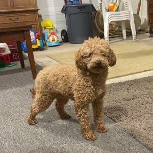 Tiff – f1b's father, a Mini Poodle