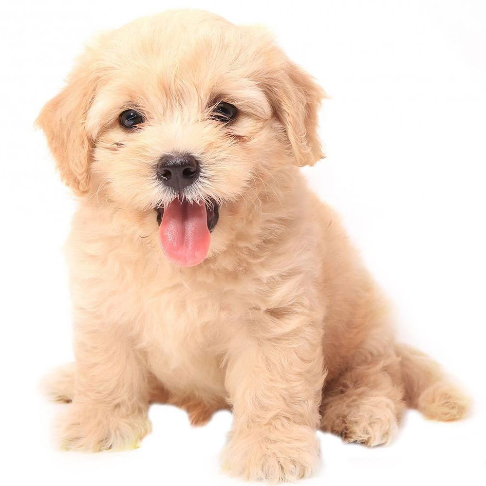 Bichpoo puppies for sale
