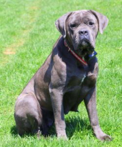 Faye – ICCF's mother, a Cane Corso