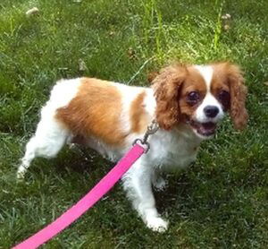 Bailey – F1's mother, a Cavalier King Charles Spaniel
