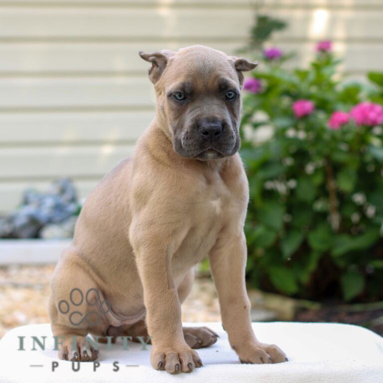 Cane Corso Puppies For Sale • Adopt Your Puppy Today • Infinity Pups