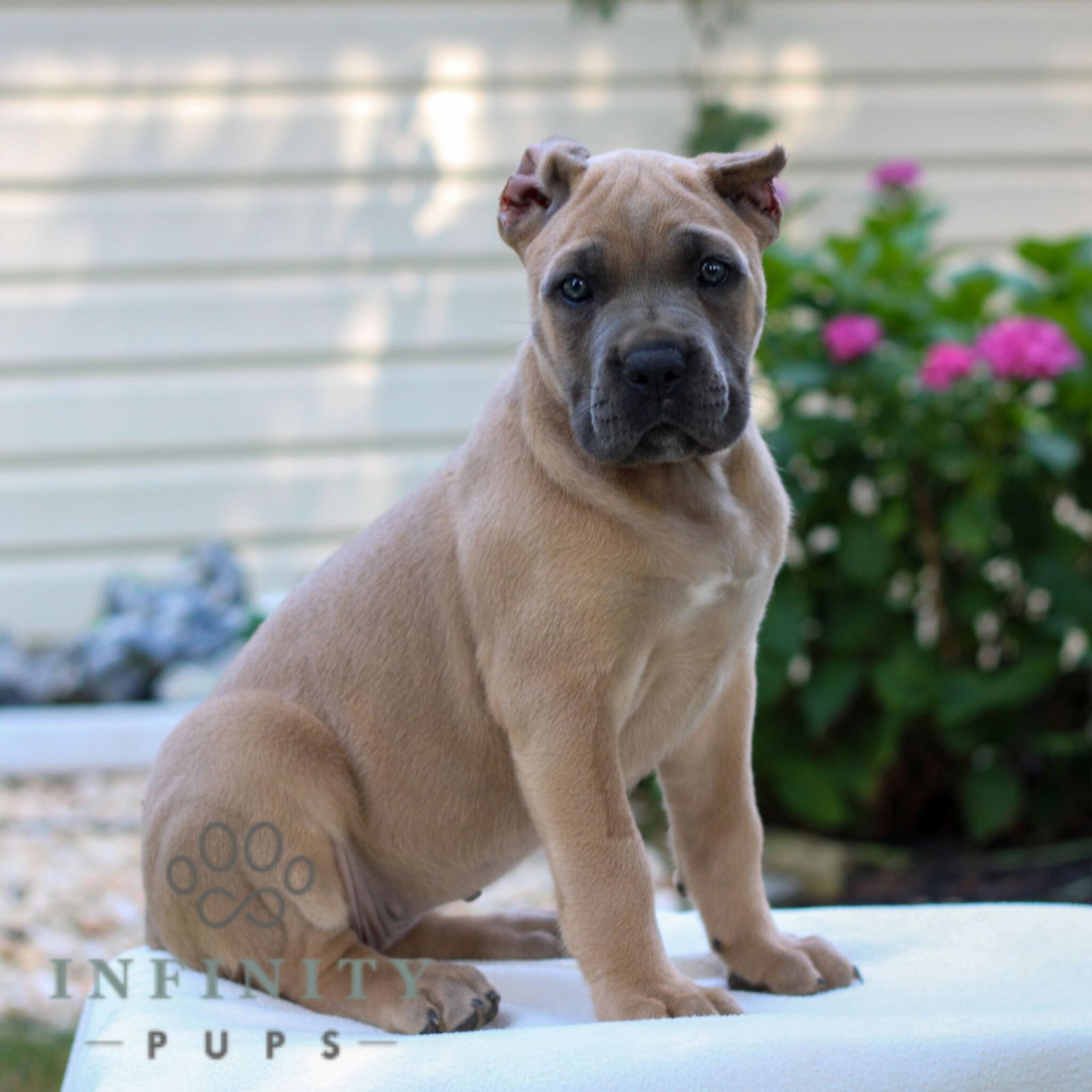 Cane Corso Puppies For Sale • Adopt Your Puppy Today • Infinity Pups