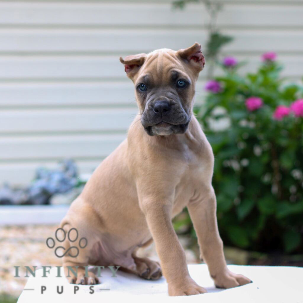 Cane Corso Puppies For Sale • Adopt Your Puppy Today • Infinity Pups