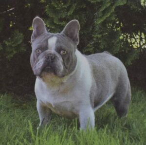 Dana – AKC's father, a French Bulldog